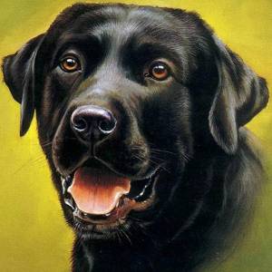 ZOOYA DIY 5D Полная дрель Алмазная картина Животное Собака Вышивка Крестом Мозаика Главная Декор Подарок