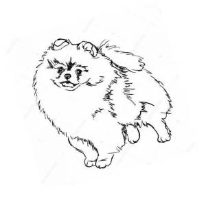 Раскраски собачка шпиц