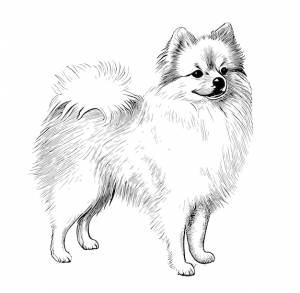 Эскиз гравировки собаки породы шпиц