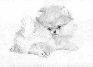 Раскраски маленькая собачка шпиц