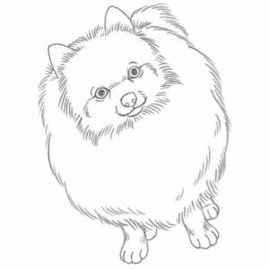 Раскраски Собачка шпиц