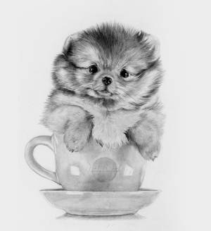 Раскраски собачка шпиц