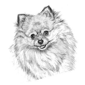 Раскраски Шпиц щенок