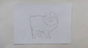 Как легко нарисовать шпица карандашом