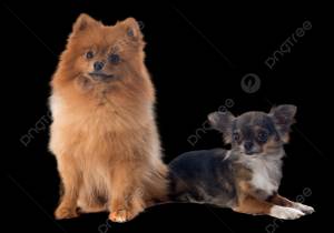 померанский шпиц и чихуахуа чихуахуа PNG , шпиц, щенок, коричневый PNG рисунок для й загрузки