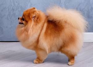 Светло-оранжевый окрас взрослого померанского шпица после стрижки