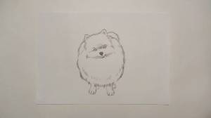 Как легко нарисовать шпица карандашом