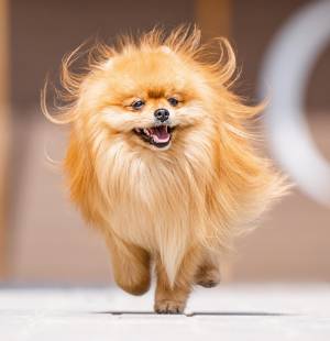 Забавный щенок померанского шпица бегает по дороге летом