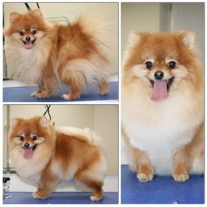 Стрижка шпица и особенности породы