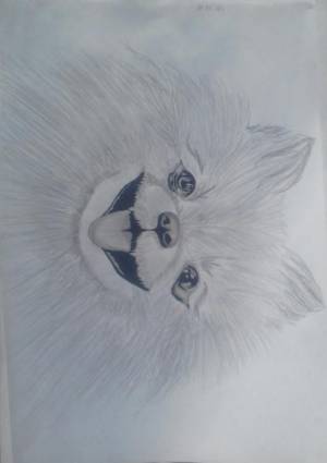 Как нарисовать померанского шпица карандашом поэтапно