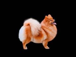 Немецкий шпиц малый