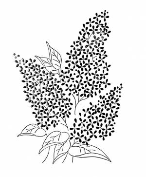 Трафареты Сирени