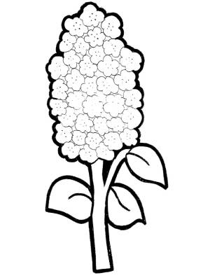 Трафареты Сирени