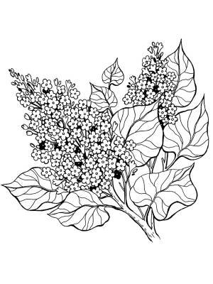 Трафареты Сирени