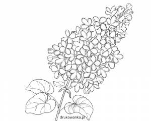 Веточка сирени раскраска