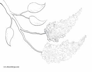 Трафарет черемухи