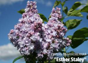 Новости питомника