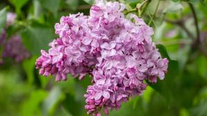 30 лучших сортов сирени