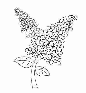 Веточка сирени раскраска