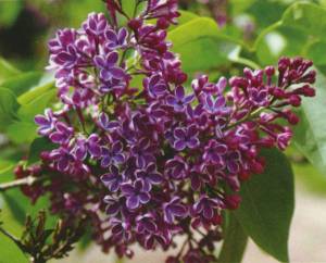 Сирени из коллекции Л