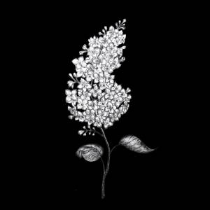 Трафареты сирени для вырезания