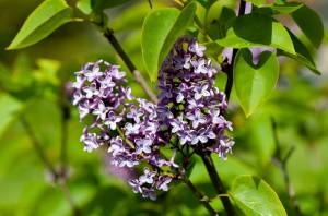 Лучшие сорта сирени