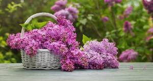 Лучшие сорта сирени