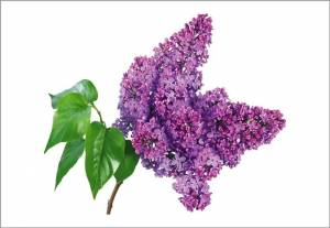 Шаблон сирени