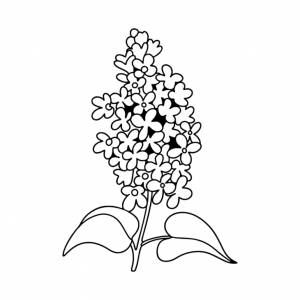 Трафареты сирени для вырезания