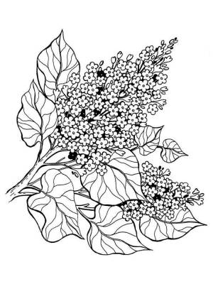 Сирень из гофрированной бумаги