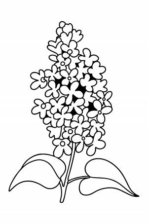 Раскраска ветка сирени