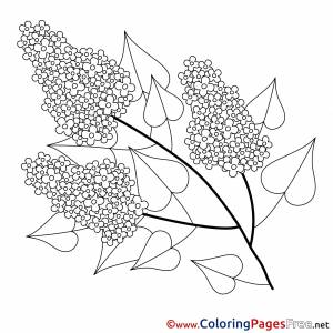 Веточка сирени раскраска