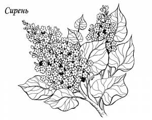 Раскраска Сирень