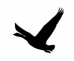 Трафареты птиц