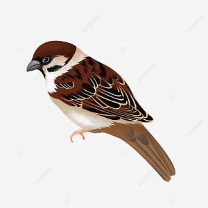 Умный воробей картинки PNG , воробей клипарт, клипарт, птица PNG картинки и пнг PSD рисунок для й загрузки