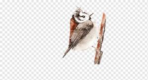 Сова-птица, Маленький воробей клюет фиг материал тянуть ,  шаблон дизайна логотипа, животные, сова png