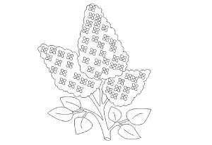 Раскраска Сирень