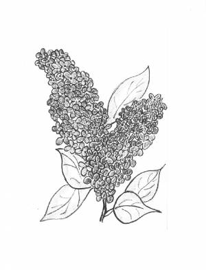 Раскраска ветка сирени