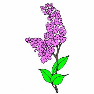 Сирень рисунок легкий