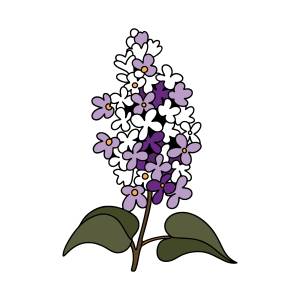 Веточка сирени раскраска