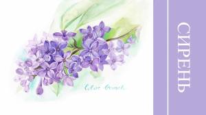 Ветка сирени рисунок