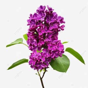 ветка фиолетовой сирени на прозрачном фоне PNG , сирень, весна, цвет PNG картинки и пнг PSD рисунок для й загрузки