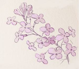 Как нарисовать сирень