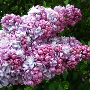 Сирень Жди меня PBR