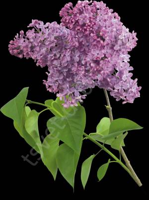 Сирень фиолетовая