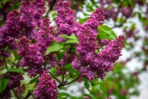 Обрезка сирени