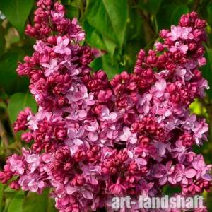 ☆Сирень Принц Волконский☆