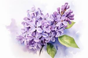 Акварельный рисунок цветка сирени