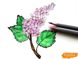 Как нарисовать сирень поэтапно 4 урока
