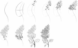 Сирень рисунок поэтапно